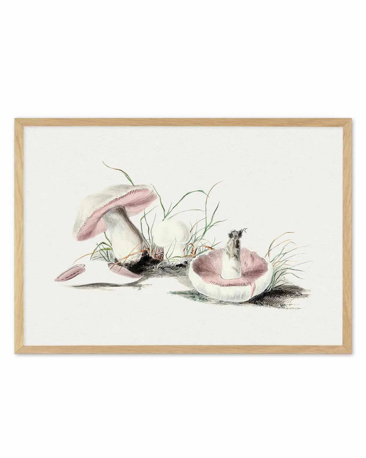 Field Mushroom Vintage Illustration Art Print from Olive et Oriel where you can shop wallpaper and artworks online