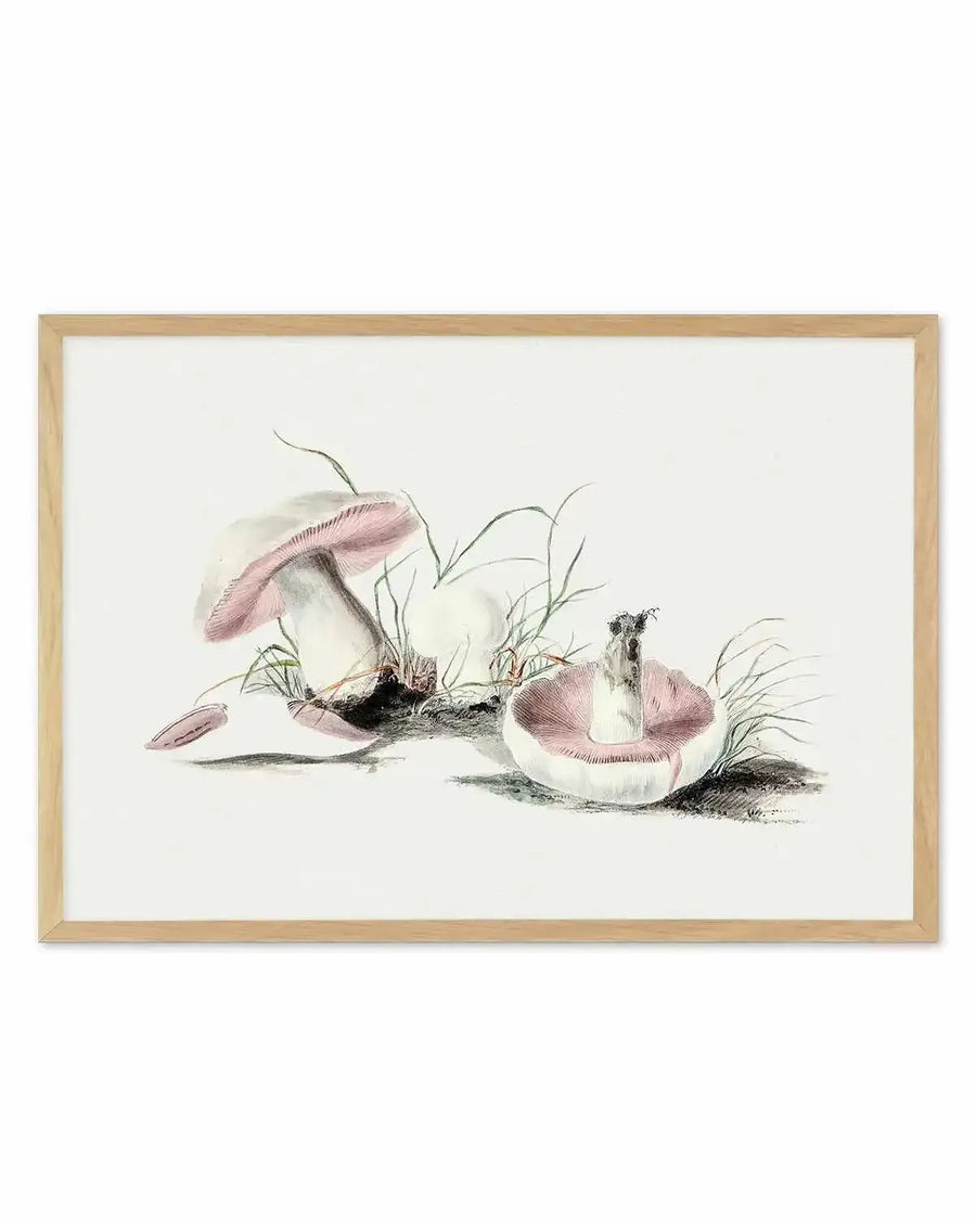 Field Mushroom Vintage Illustration Art Print from Olive et Oriel where you can shop wallpaper and artworks online