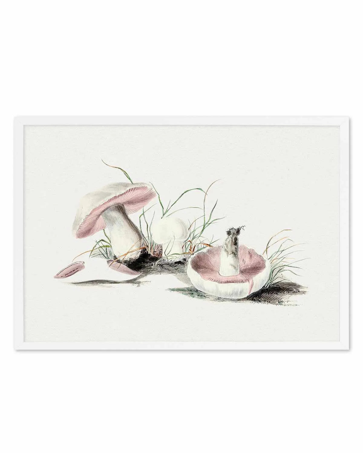 Field Mushroom Vintage Illustration Art Print from Olive et Oriel where you can shop wallpaper and artworks online