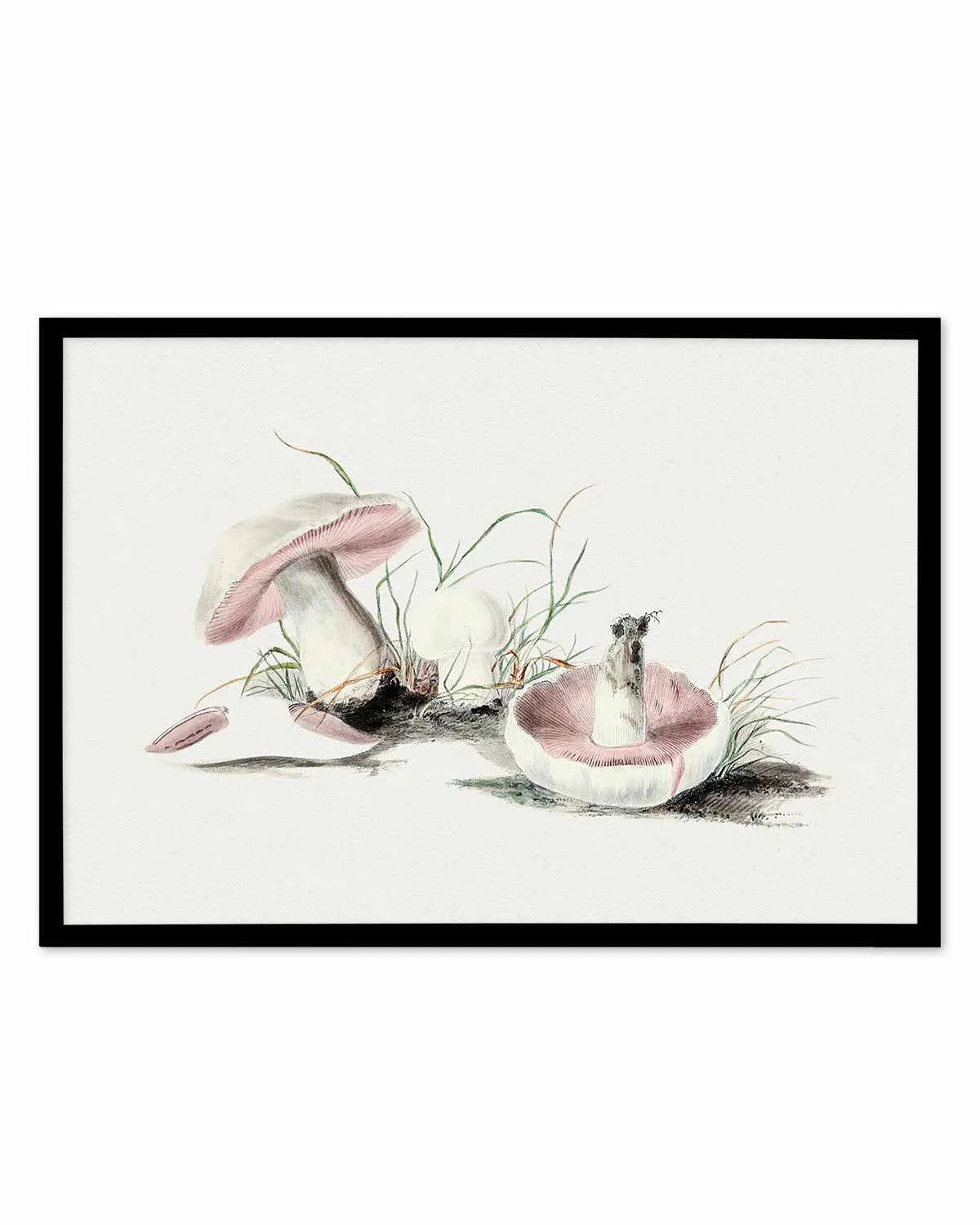 Field Mushroom Vintage Illustration Art Print from Olive et Oriel where you can shop wallpaper and artworks online