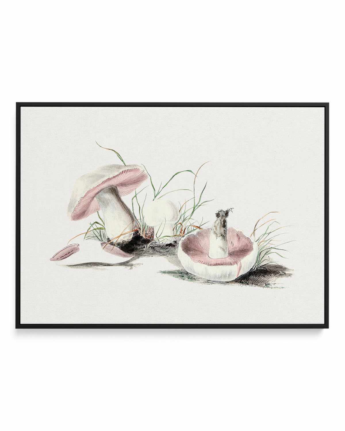 Field Mushroom Vintage Illustration | Framed Canvas Art Print