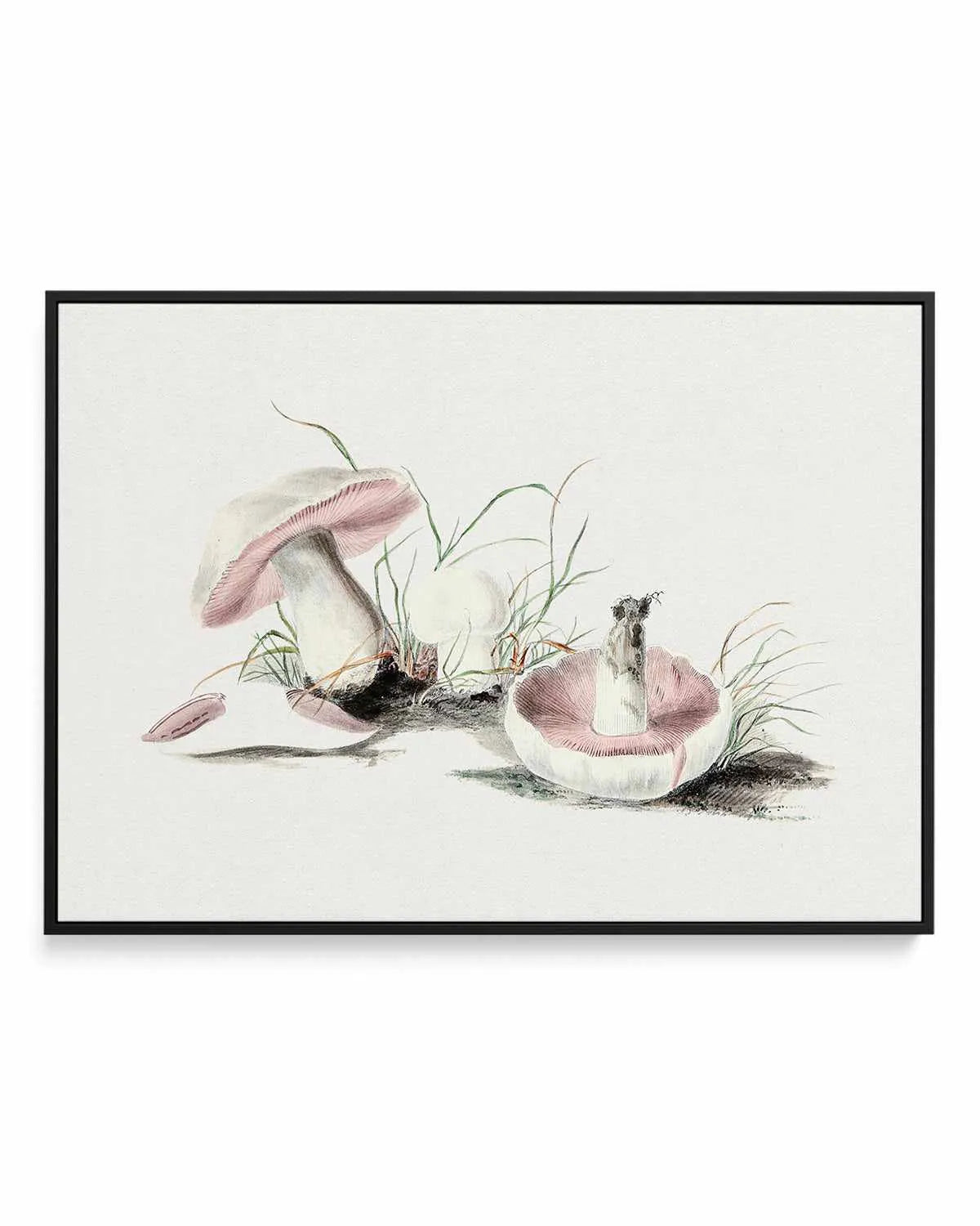 Field Mushroom Vintage Illustration | Framed Canvas Art Print from Olive et Oriel where you can shop wallpaper and artworks online