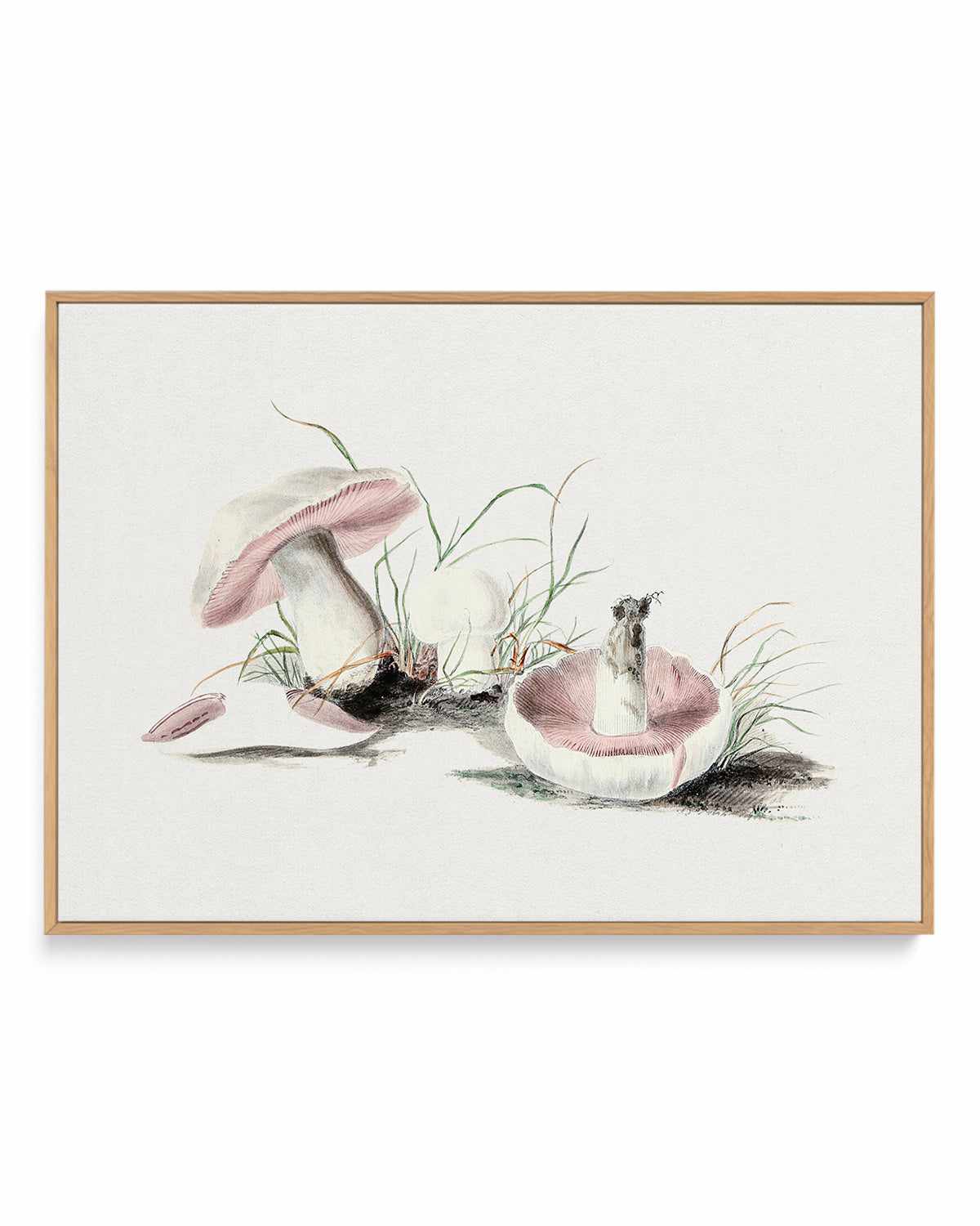 Field Mushroom Vintage Illustration | Framed Canvas Art Print