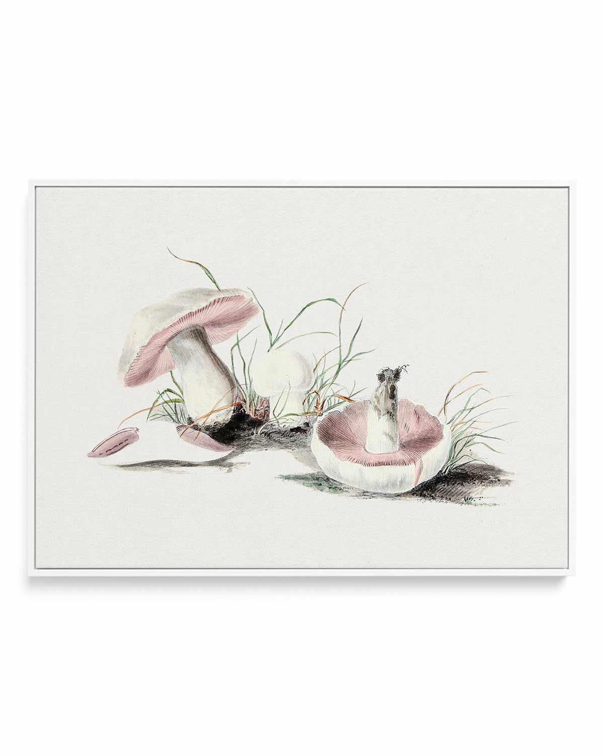 Field Mushroom Vintage Illustration | Framed Canvas Art Print