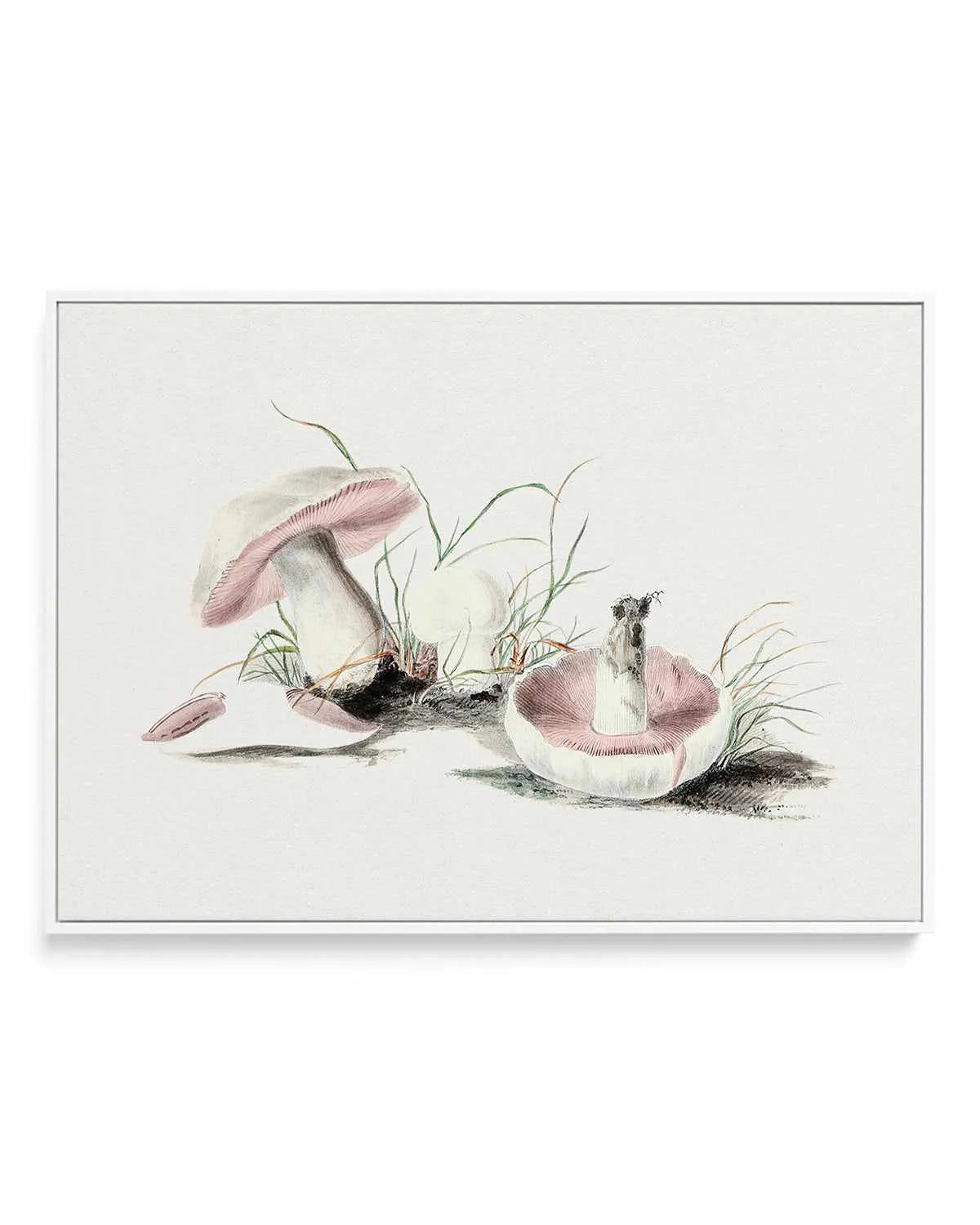 Field Mushroom Vintage Illustration | Framed Canvas Art Print from Olive et Oriel where you can shop wallpaper and artworks online