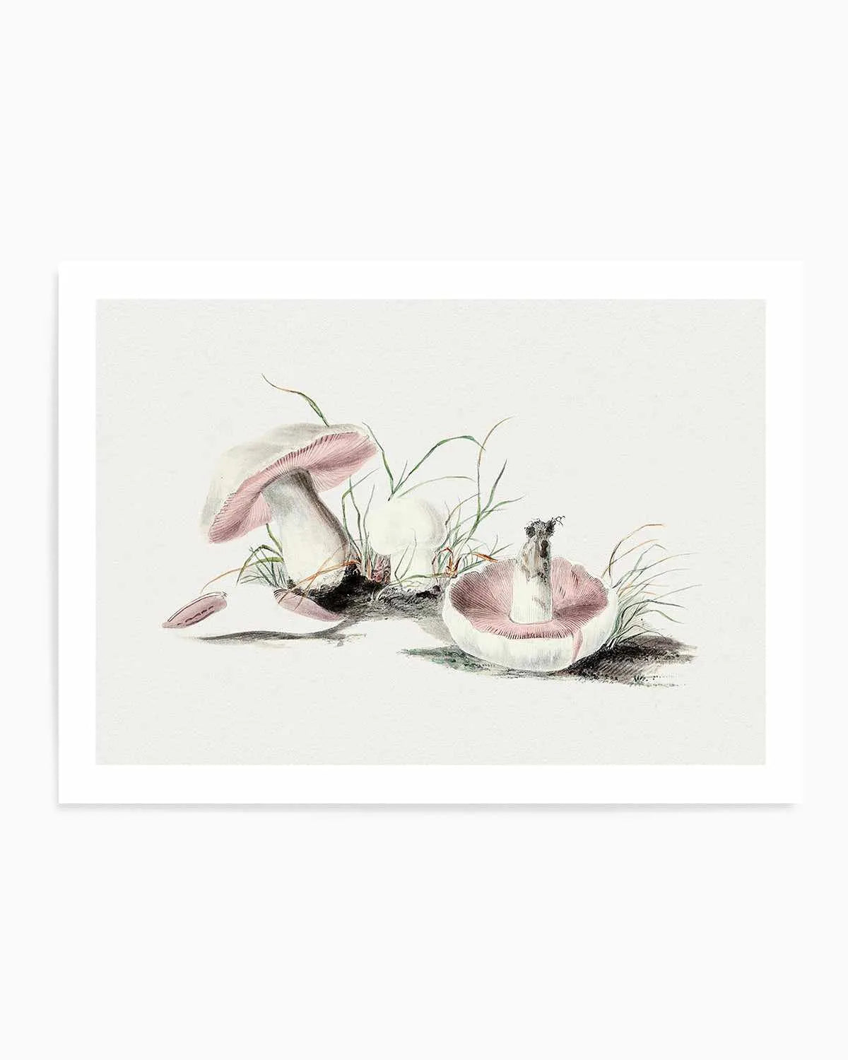 Field Mushroom Vintage Illustration Art Print from Olive et Oriel where you can shop wallpaper and artworks online