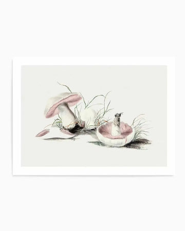 Field Mushroom Vintage Illustration Art Print from Olive et Oriel where you can shop wallpaper and artworks online