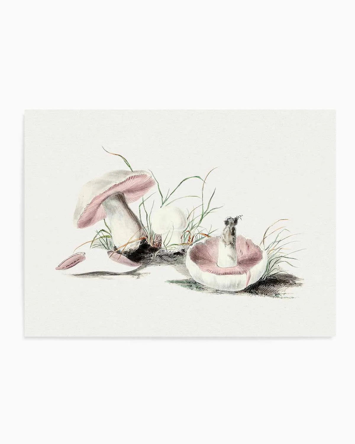 Field Mushroom Vintage Illustration Art Print from Olive et Oriel where you can shop wallpaper and artworks online