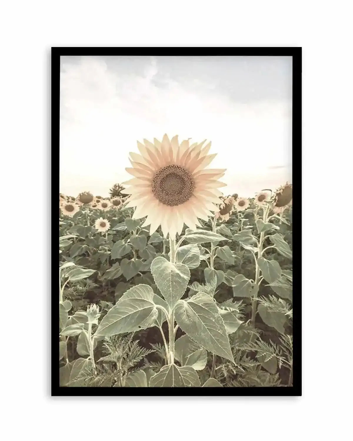 Field of Sunflowers Art Print from Olive et Oriel where you can shop wallpaper and artworks online