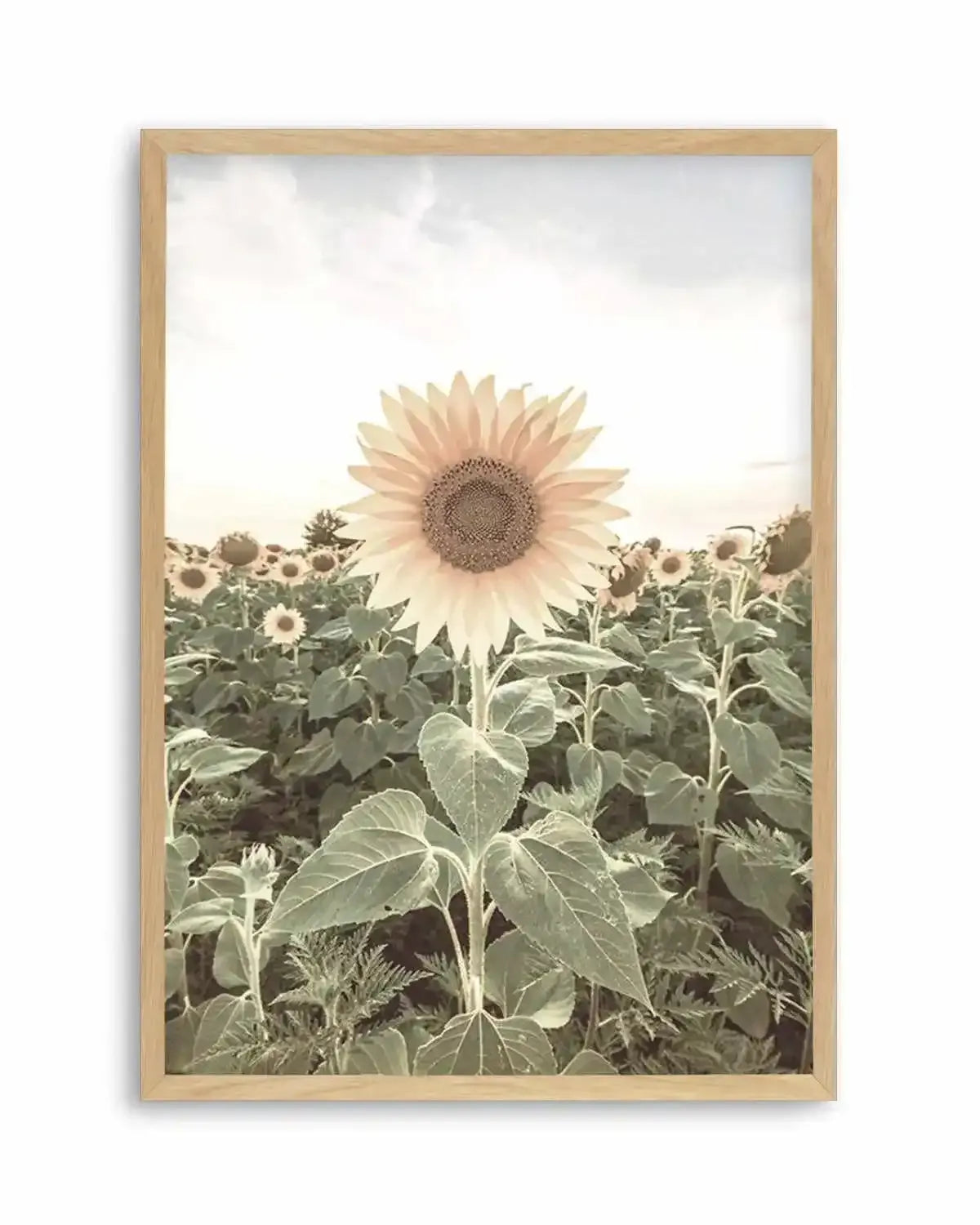 Field of Sunflowers Art Print from Olive et Oriel where you can shop wallpaper and artworks online