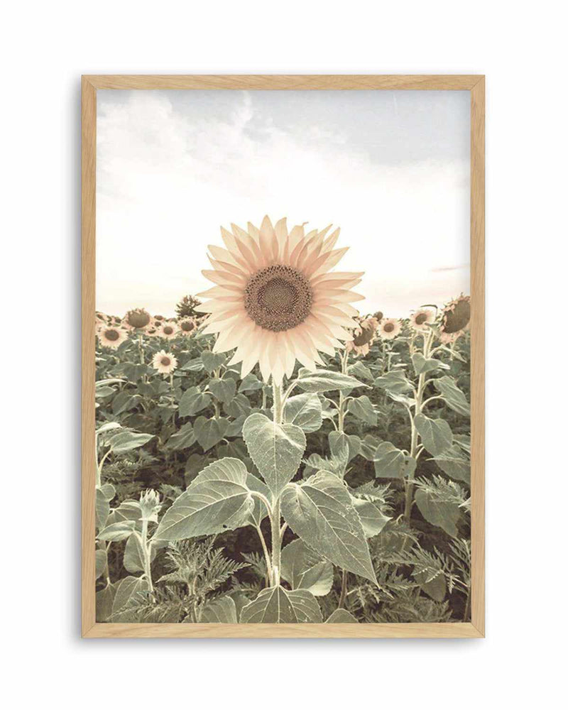 Field of Sunflowers Art Print