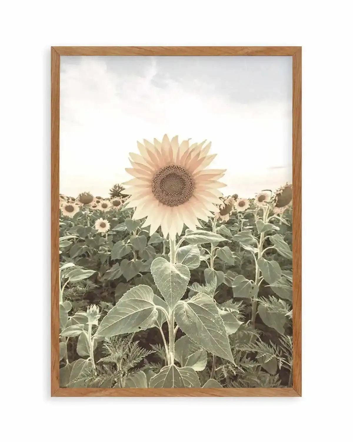 Field of Sunflowers Art Print from Olive et Oriel where you can shop wallpaper and artworks online