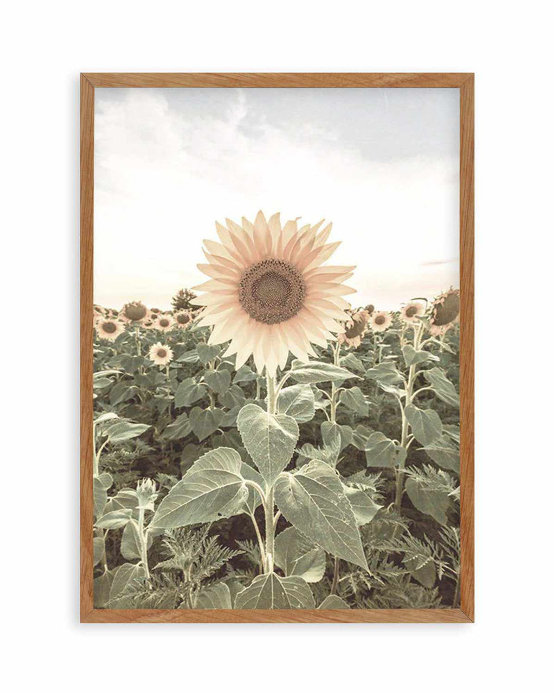 Field of Sunflowers Art Print