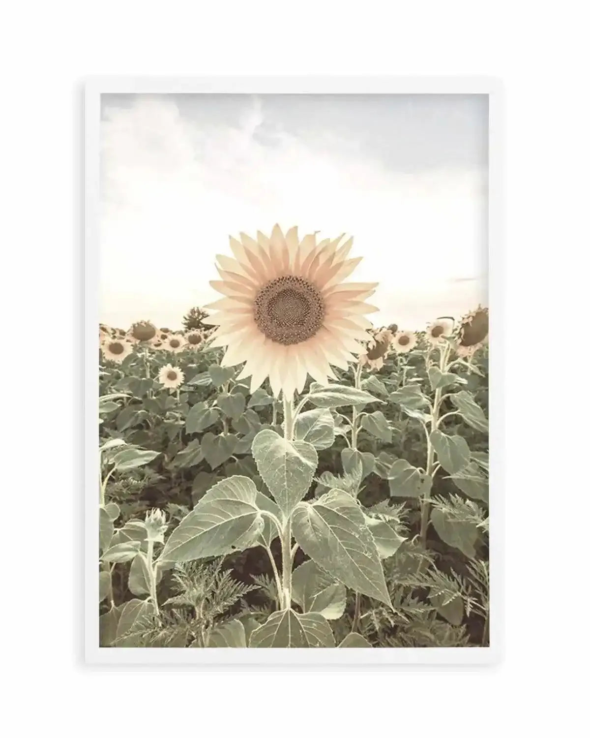 Field of Sunflowers Art Print from Olive et Oriel where you can shop wallpaper and artworks online