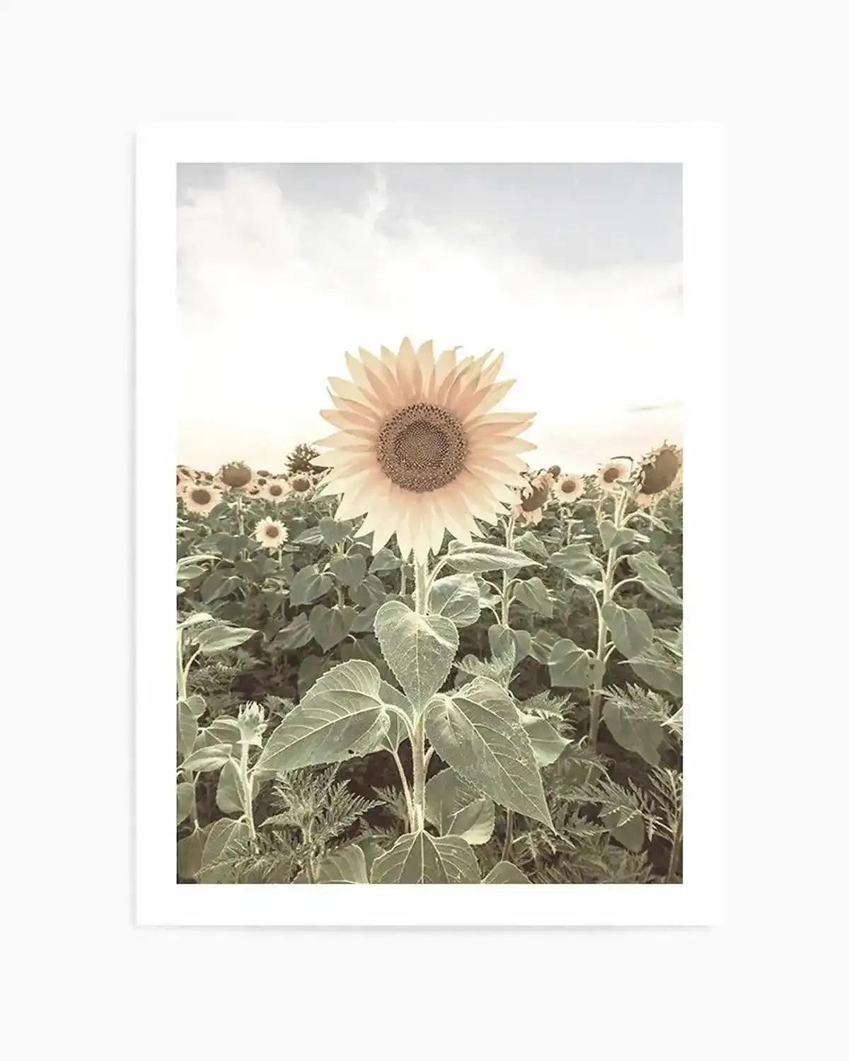 Field of Sunflowers Art Print from Olive et Oriel where you can shop wallpaper and artworks online