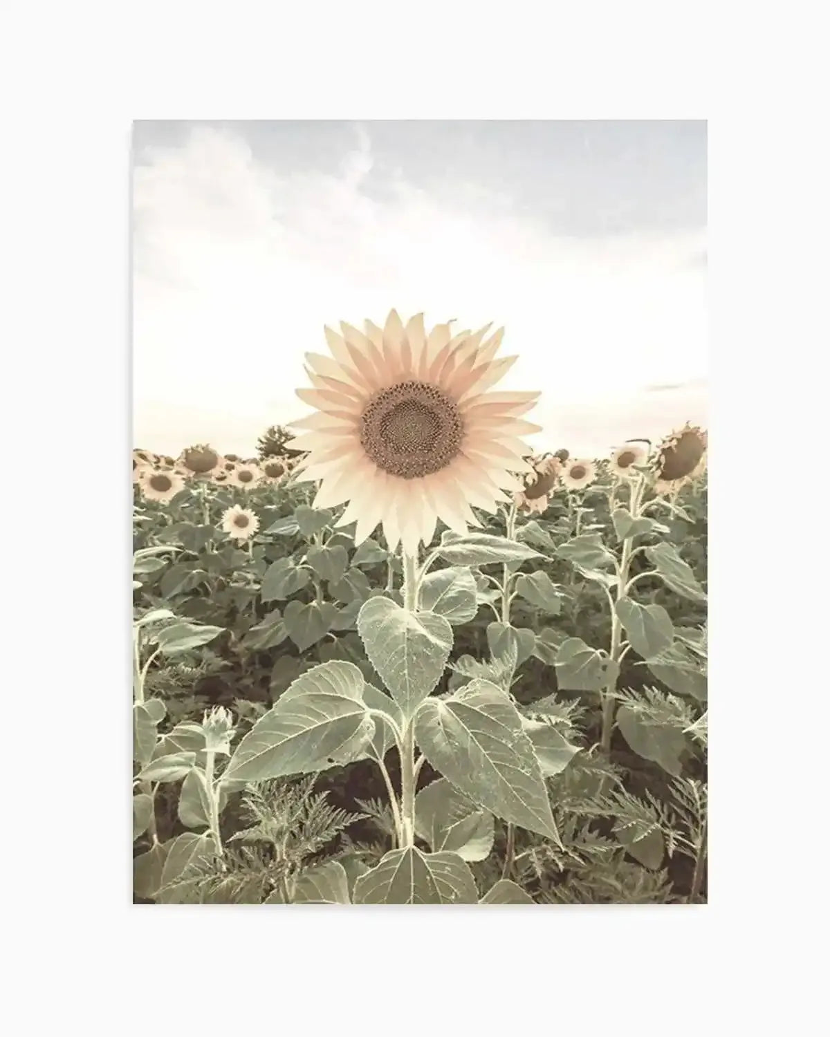 Field of Sunflowers Art Print from Olive et Oriel where you can shop wallpaper and artworks online