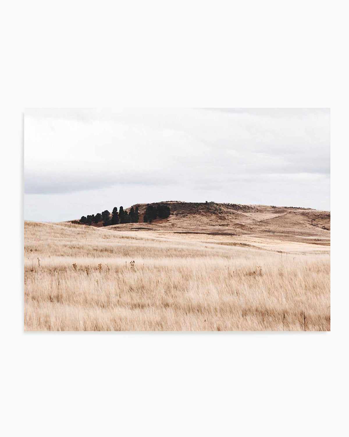 Fields of Gold | LS Art Print