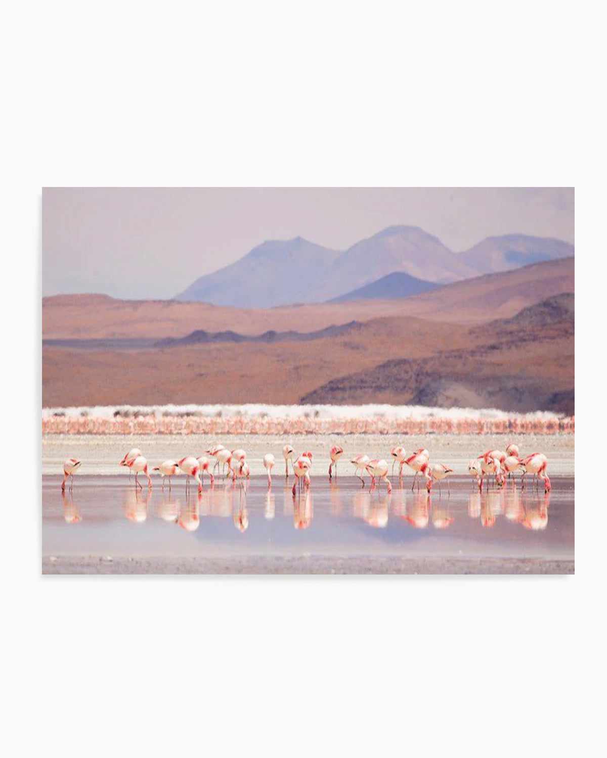 Flamingos | LS Art Print