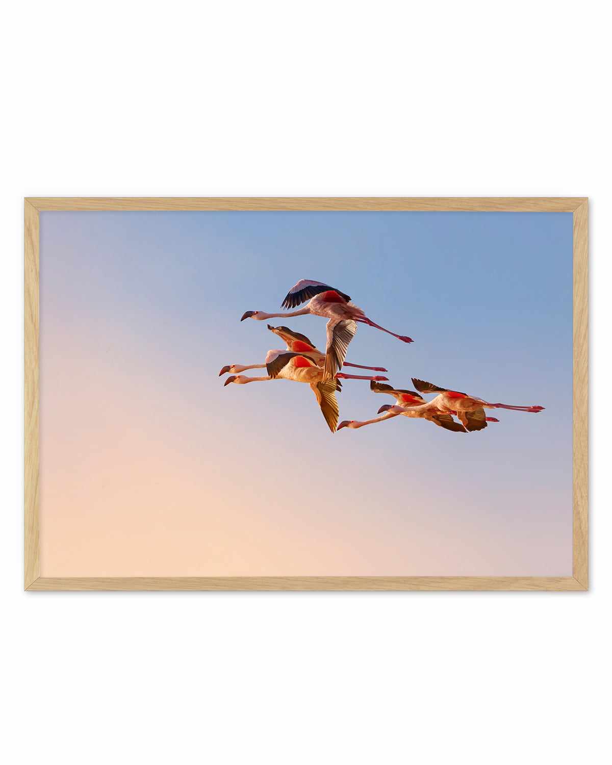 Flamingos in Flight by Phillip Chang Art Print