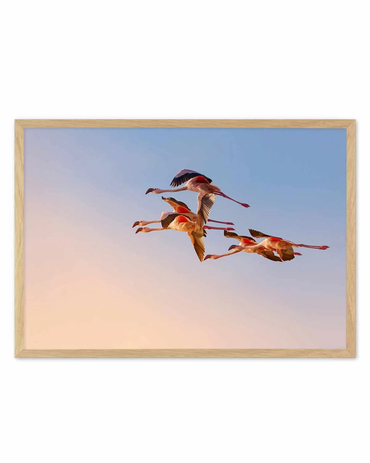 Flamingos in Flight by Phillip Chang Art Print from Olive et Oriel where you can shop wallpaper and artworks online