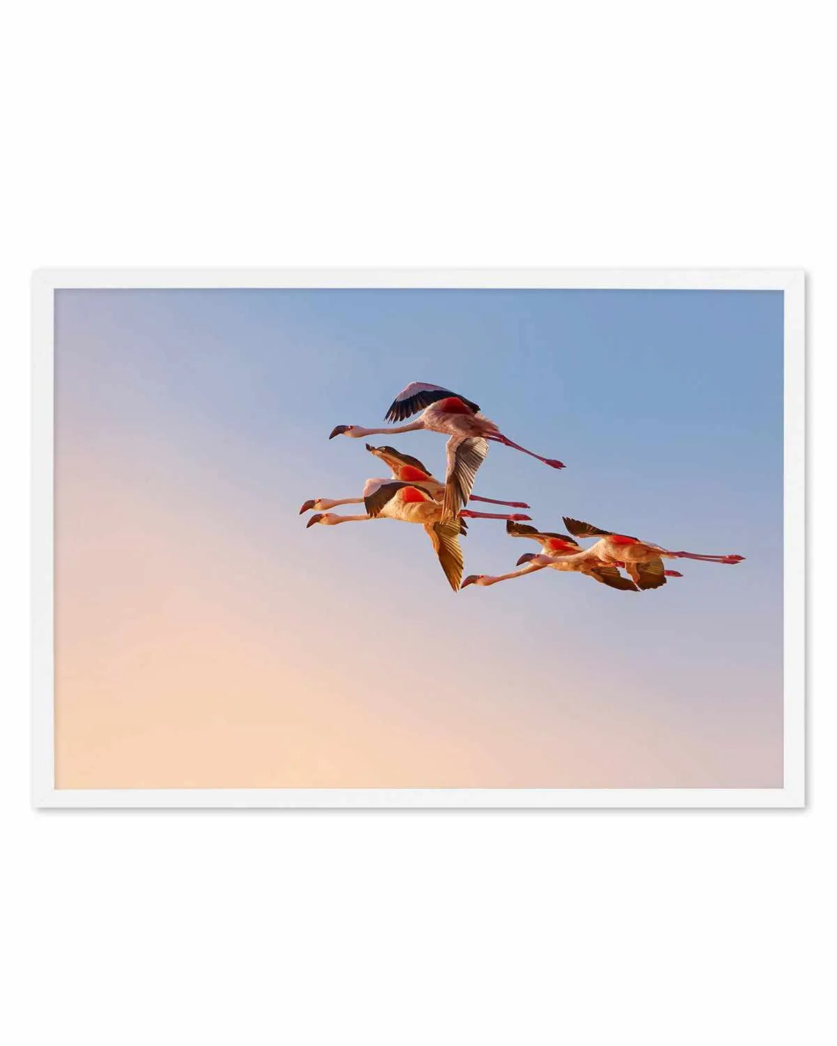 Flamingos in Flight by Phillip Chang Art Print from Olive et Oriel where you can shop wallpaper and artworks online