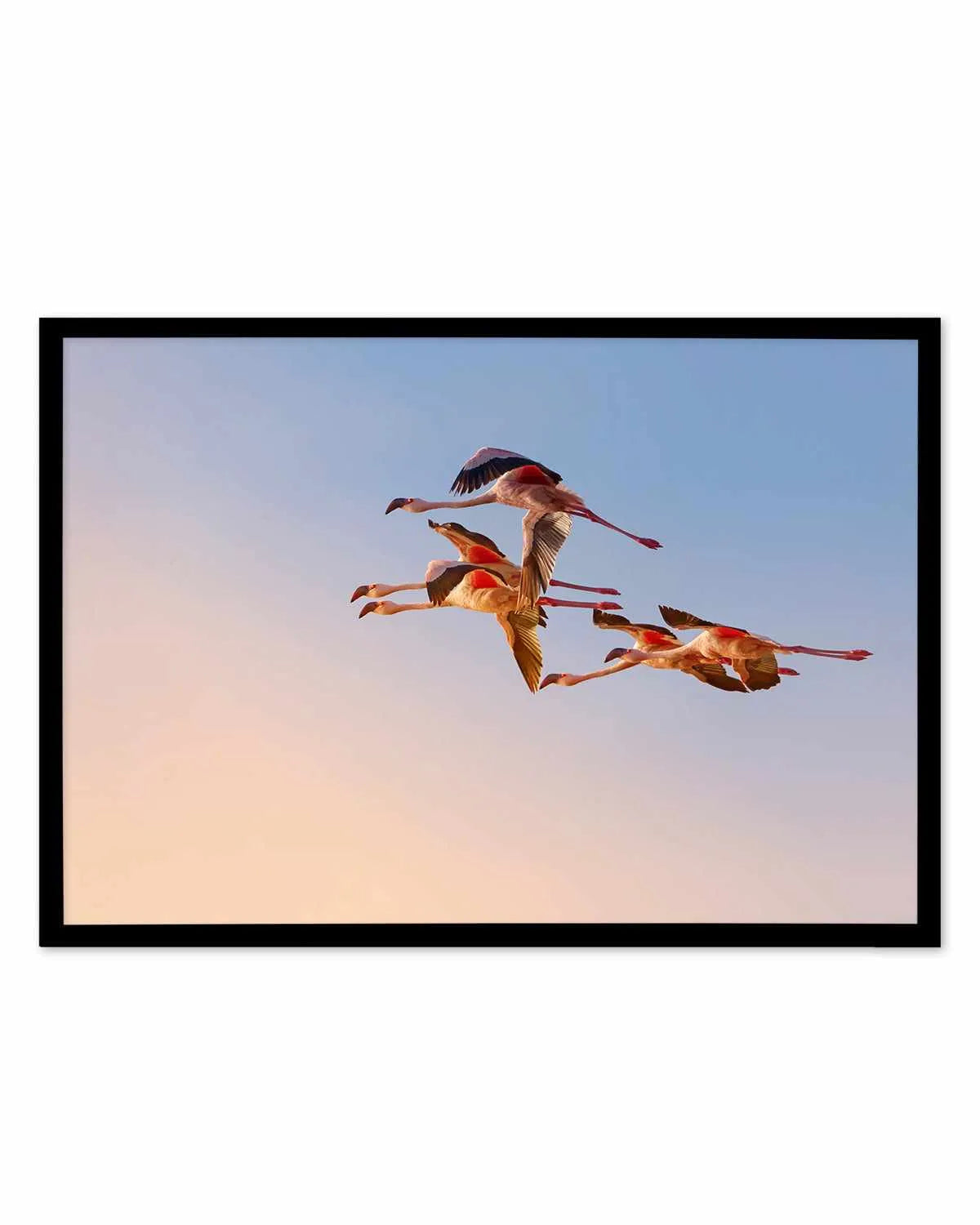 Flamingos in Flight by Phillip Chang Art Print from Olive et Oriel where you can shop wallpaper and artworks online