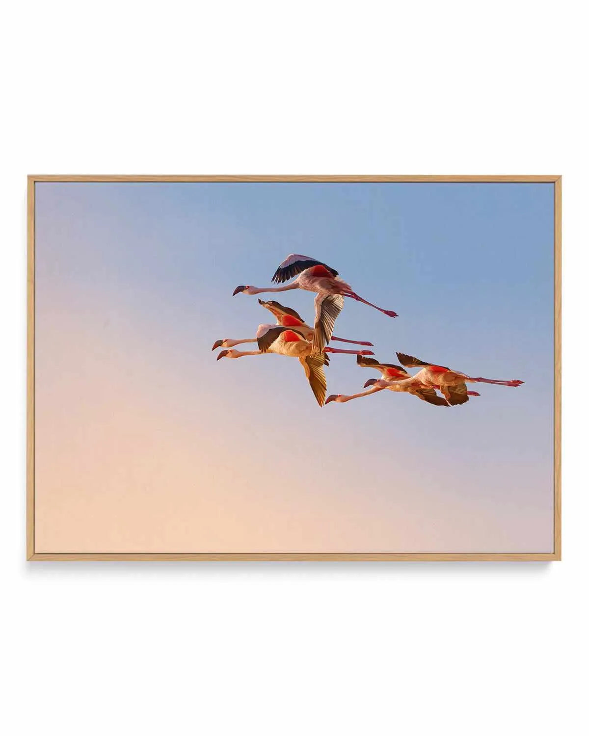 Flamingos in Flight by Phillip Chang | Framed Canvas Art Print from Olive et Oriel where you can shop wallpaper and artworks online