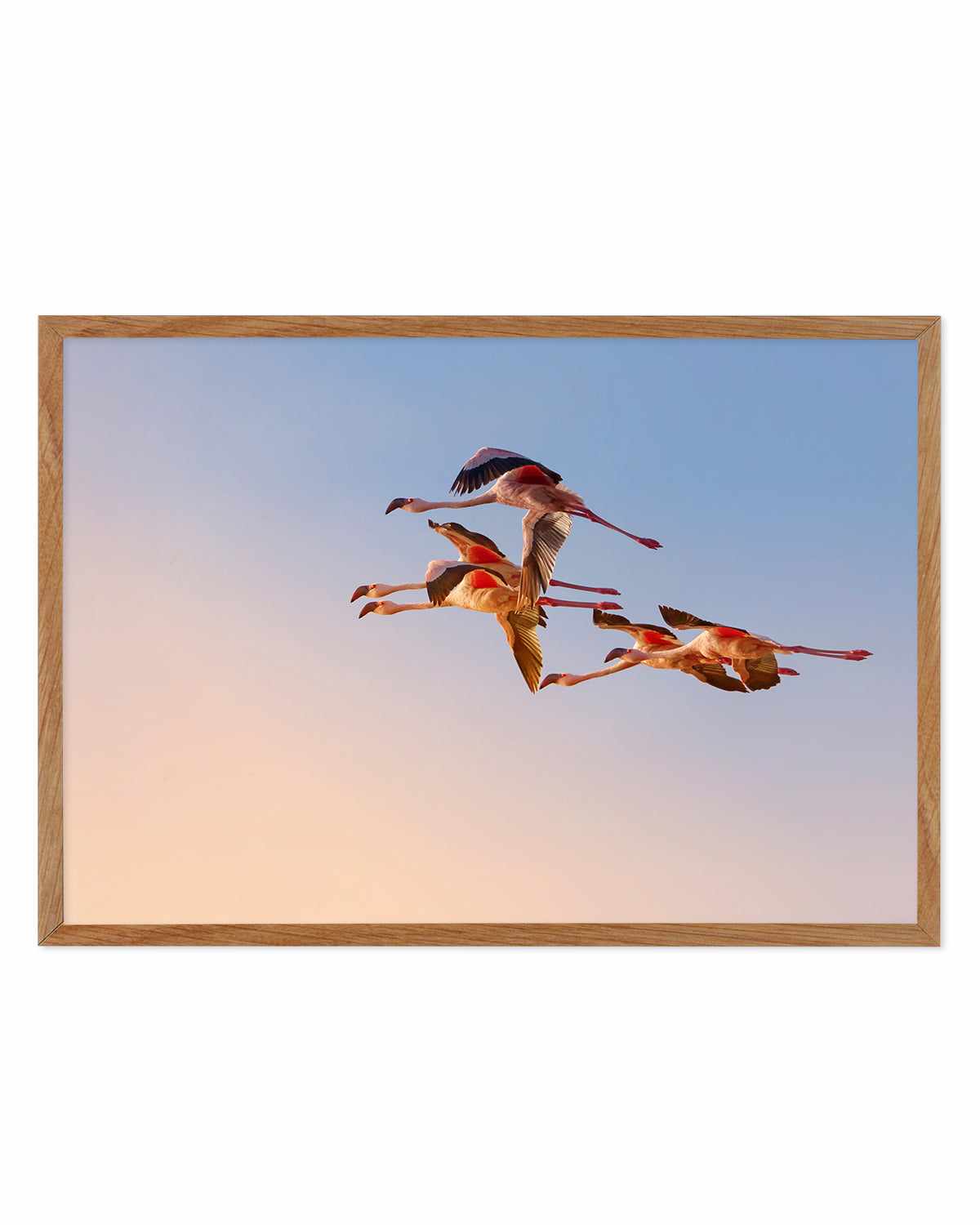 Flamingos in Flight by Phillip Chang Art Print