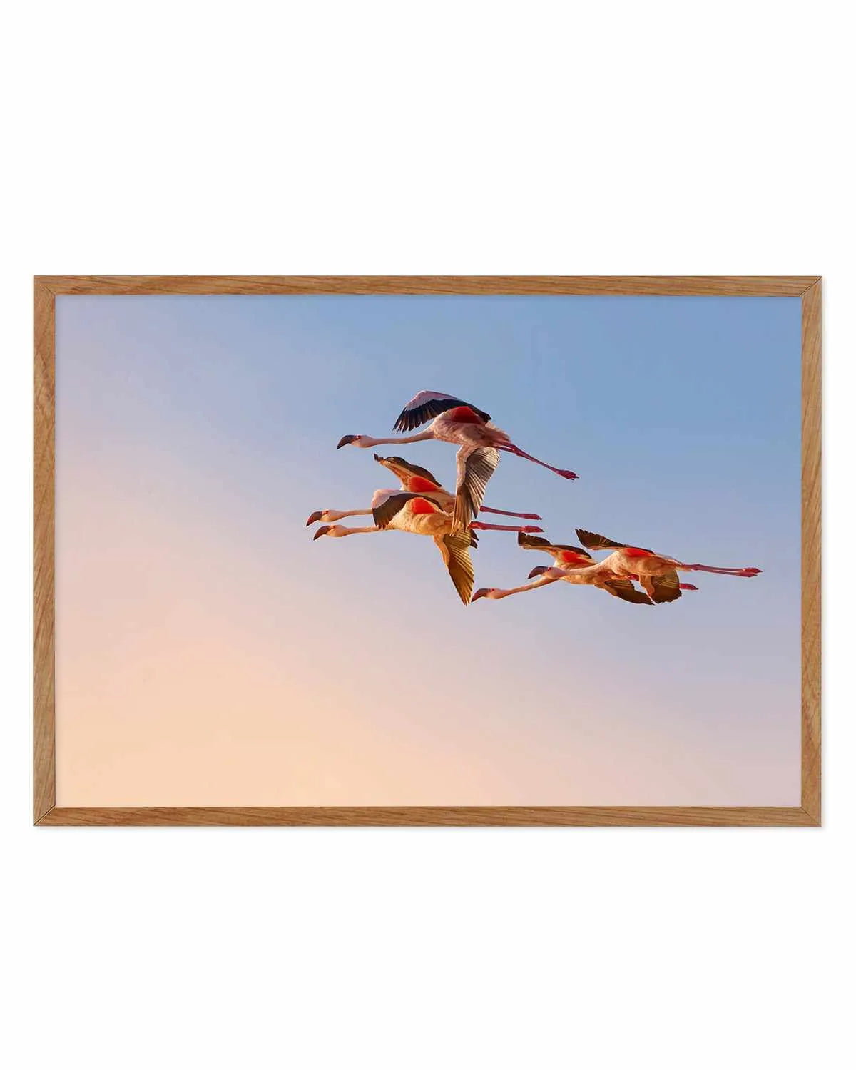 Flamingos in Flight by Phillip Chang Art Print from Olive et Oriel where you can shop wallpaper and artworks online