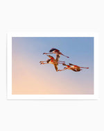 Flamingos in Flight by Phillip Chang Art Print