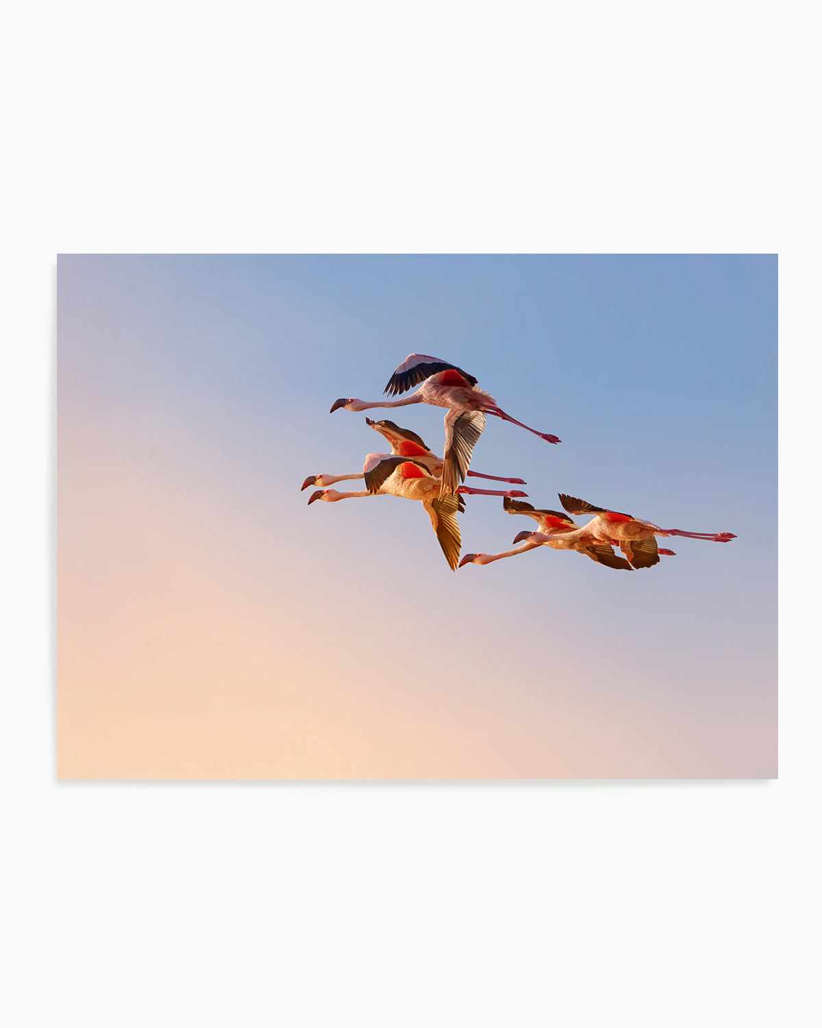 Flamingos in Flight by Phillip Chang Art Print