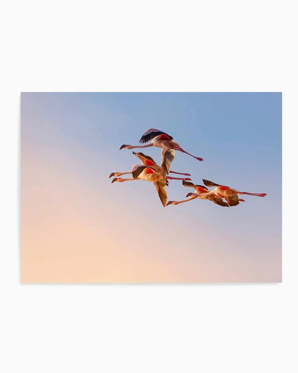 Flamingos in Flight by Phillip Chang Art Print from Olive et Oriel where you can shop wallpaper and artworks online