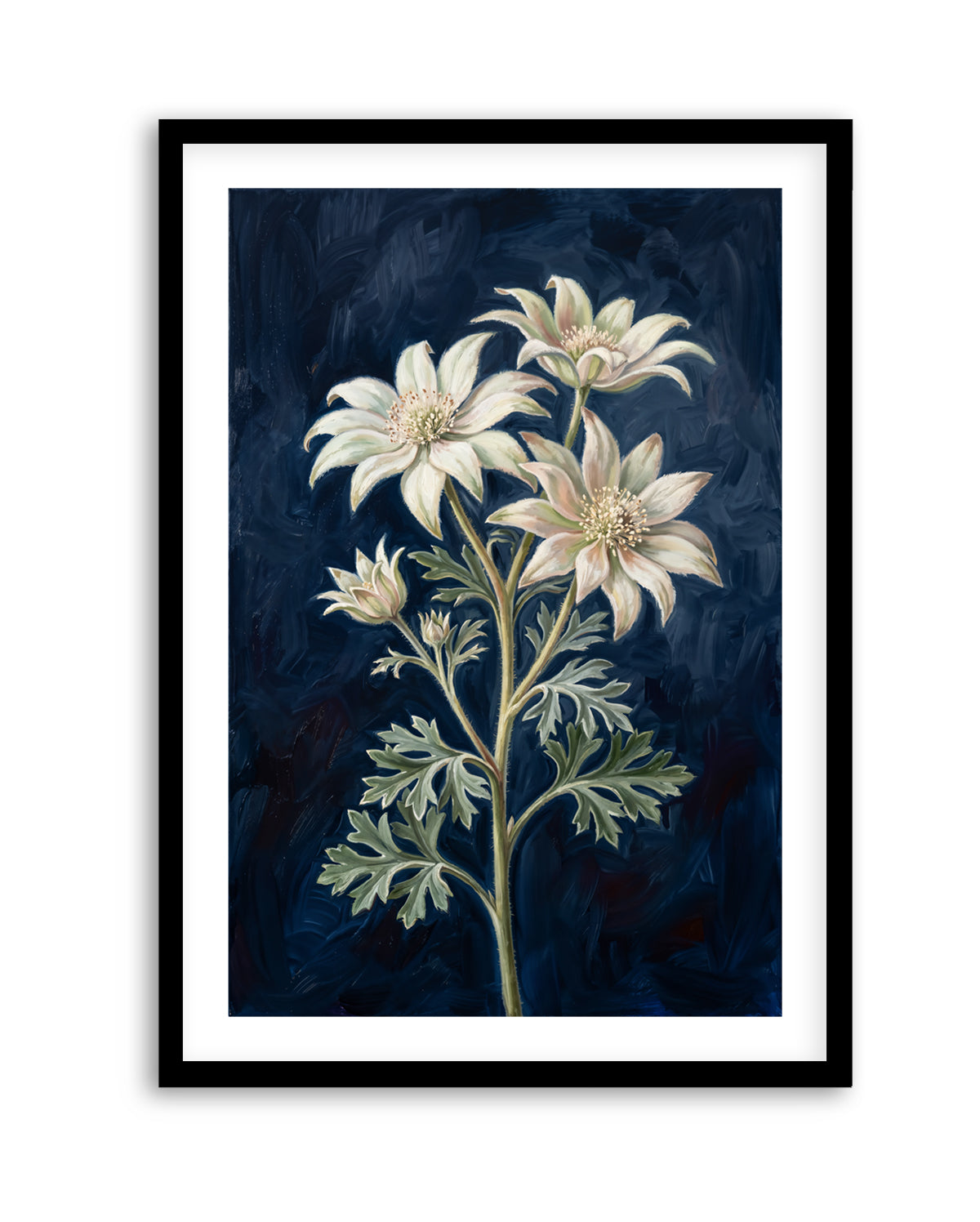 Flannel Flower On Navy Botanicals Study | Art Print