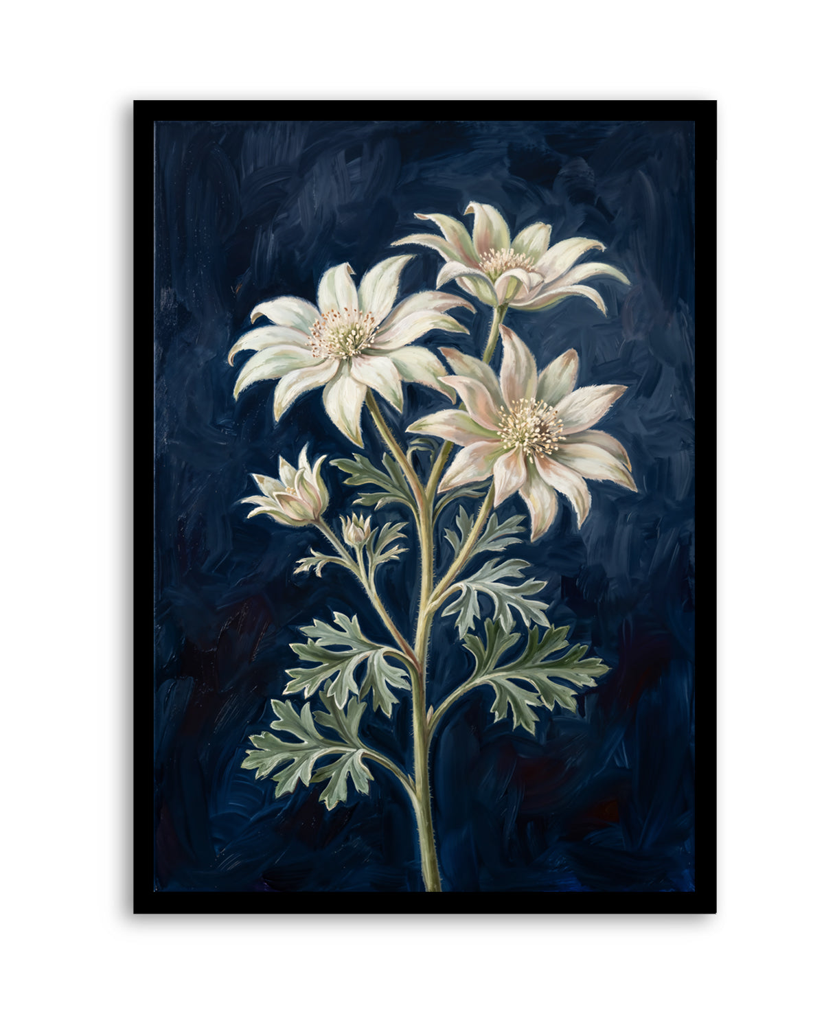 Flannel Flower On Navy Botanicals Study | Art Print