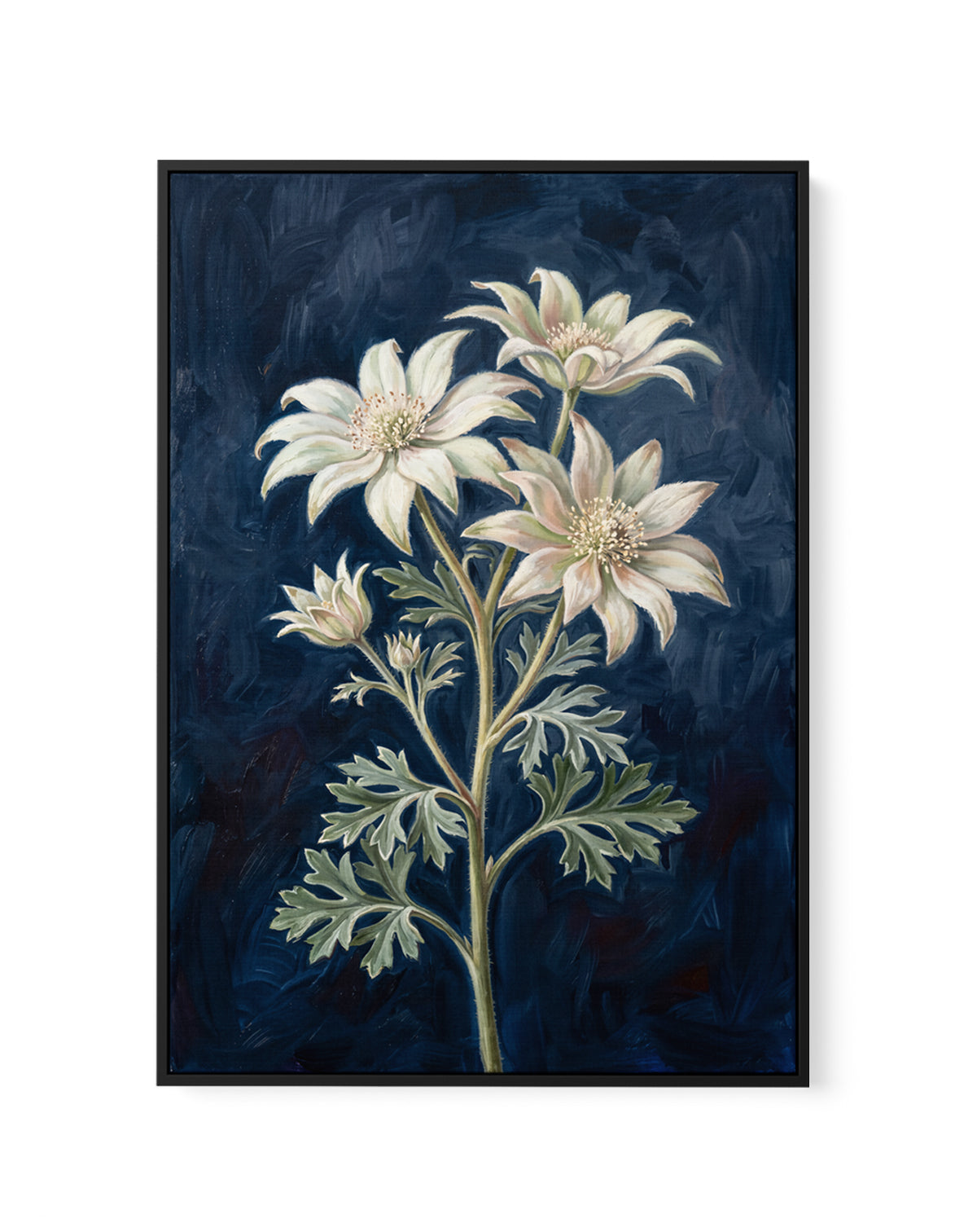 Flannel Flower On Navy Botanicals Study | Framed Canvas Art Print