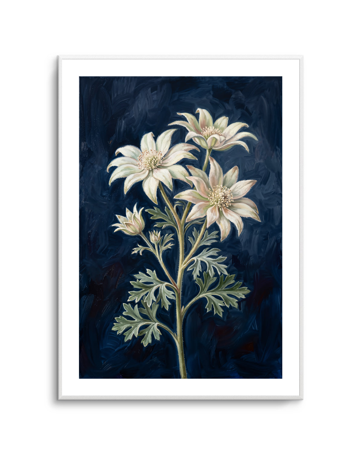 Flannel Flower On Navy Botanicals Study | Art Print