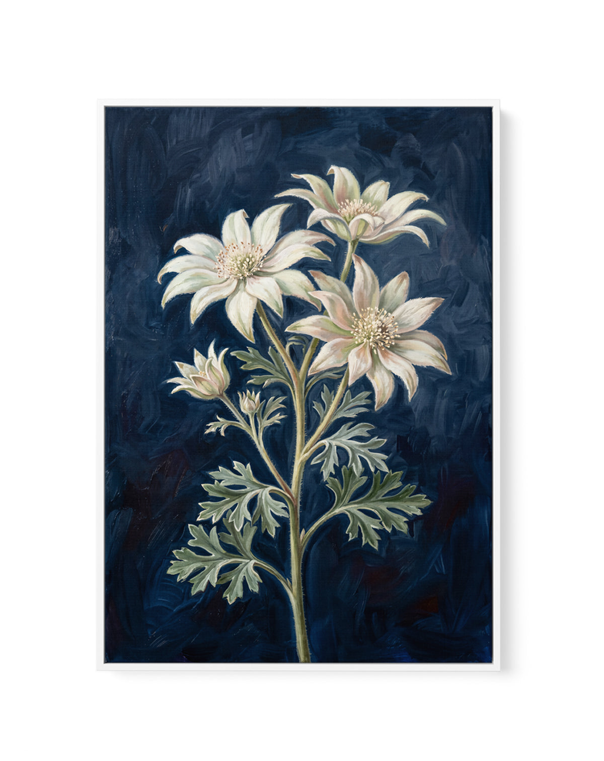 Flannel Flower On Navy Botanicals Study | Framed Canvas Art Print