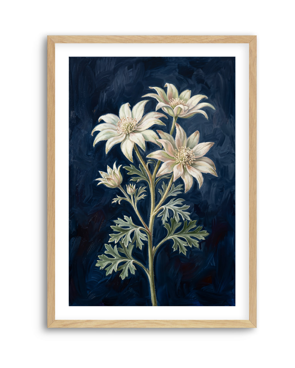 Flannel Flower On Navy Botanicals Study | Art Print