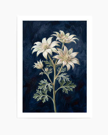 Flannel Flower On Navy Botanicals Study | Art Print