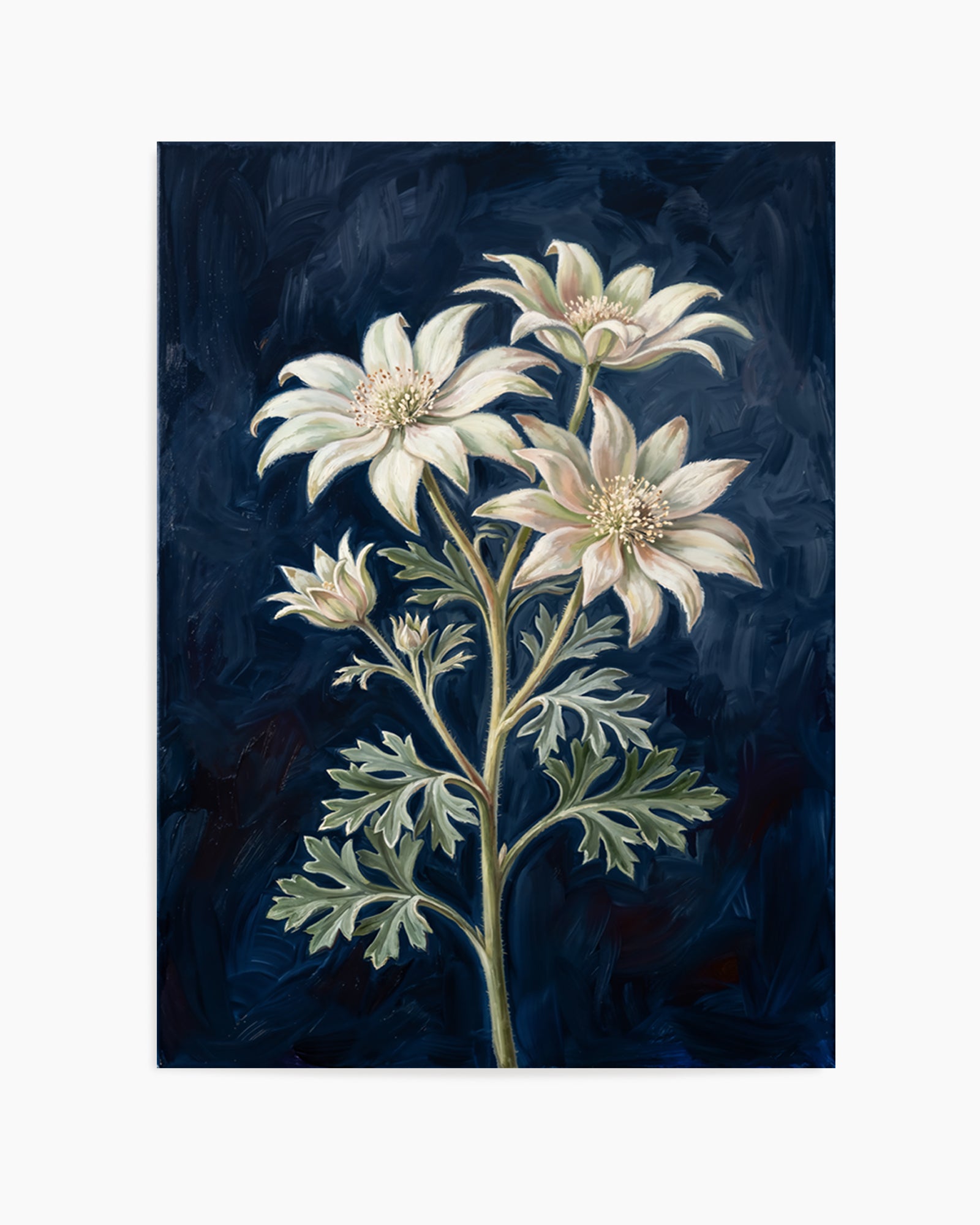Flannel Flower On Navy Botanicals Study | Art Print
