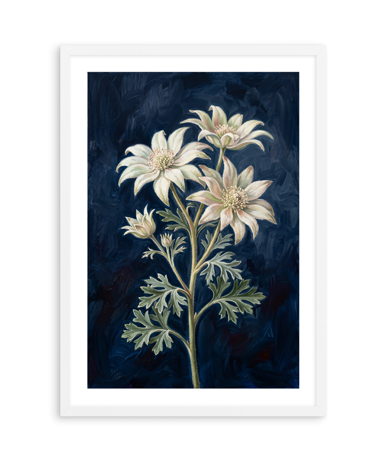 Flannel Flower On Navy Botanicals Study | Art Print