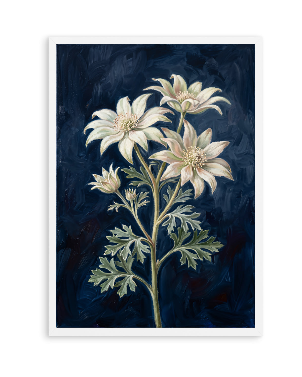 Flannel Flower On Navy Botanicals Study | Art Print