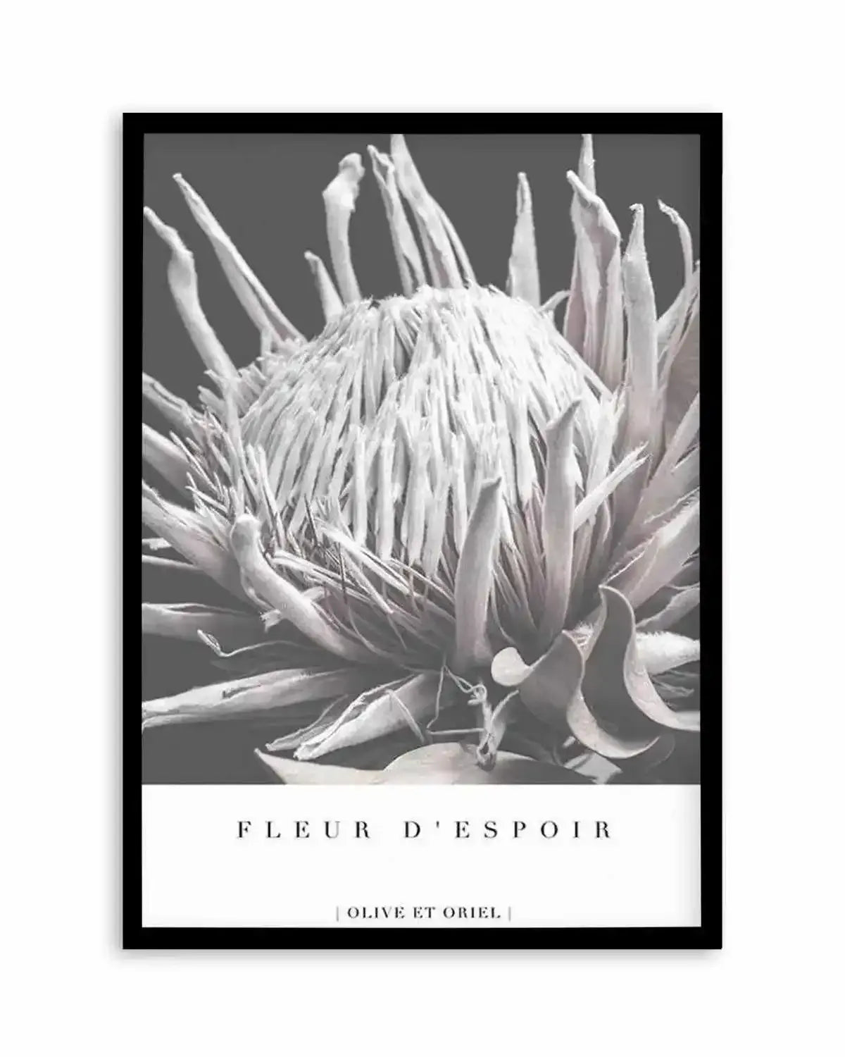 Fleur D'Espoir | King Protea Art Print from Olive et Oriel where you can shop wallpaper and artworks online