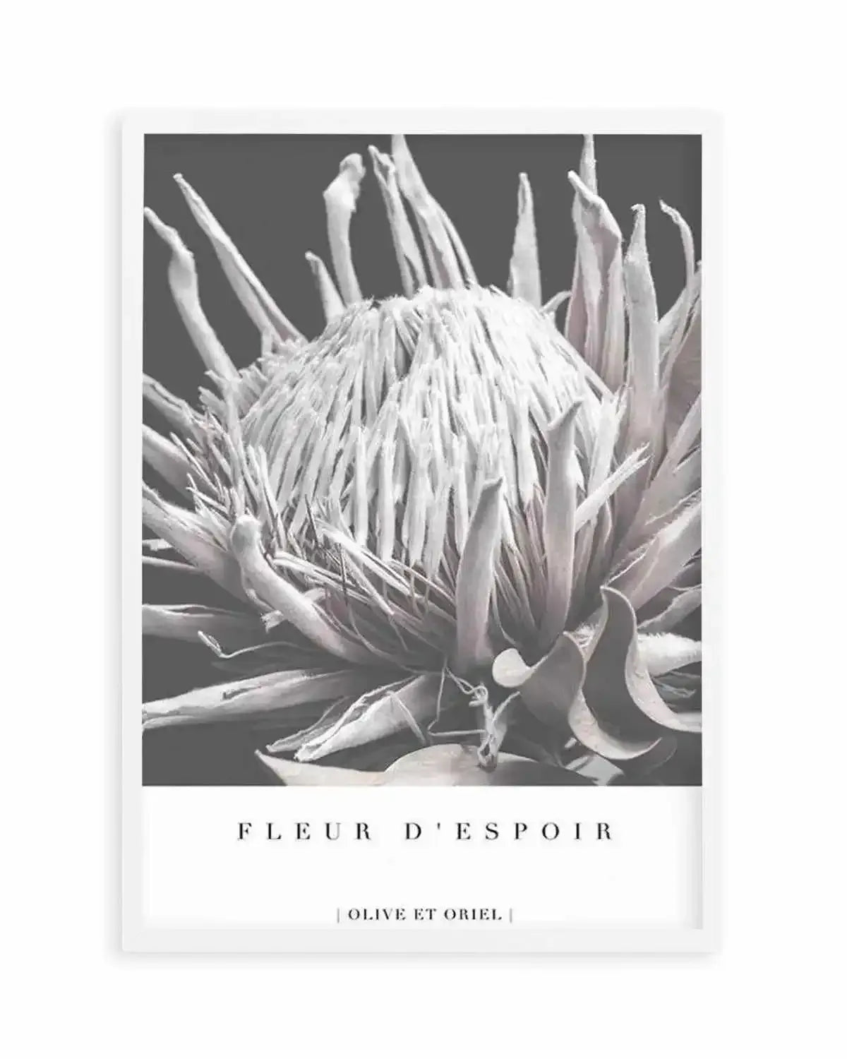 Fleur D'Espoir | King Protea Art Print from Olive et Oriel where you can shop wallpaper and artworks online