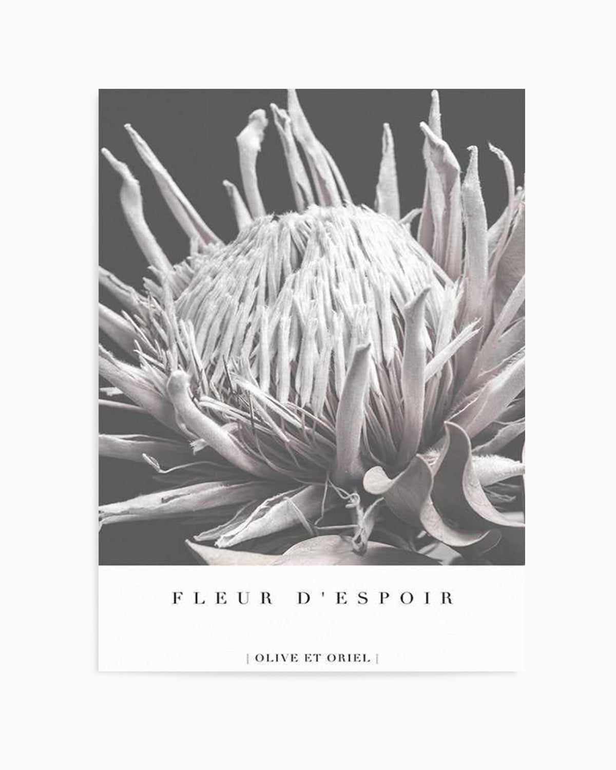 Fleur D'Espoir | King Protea Art Print