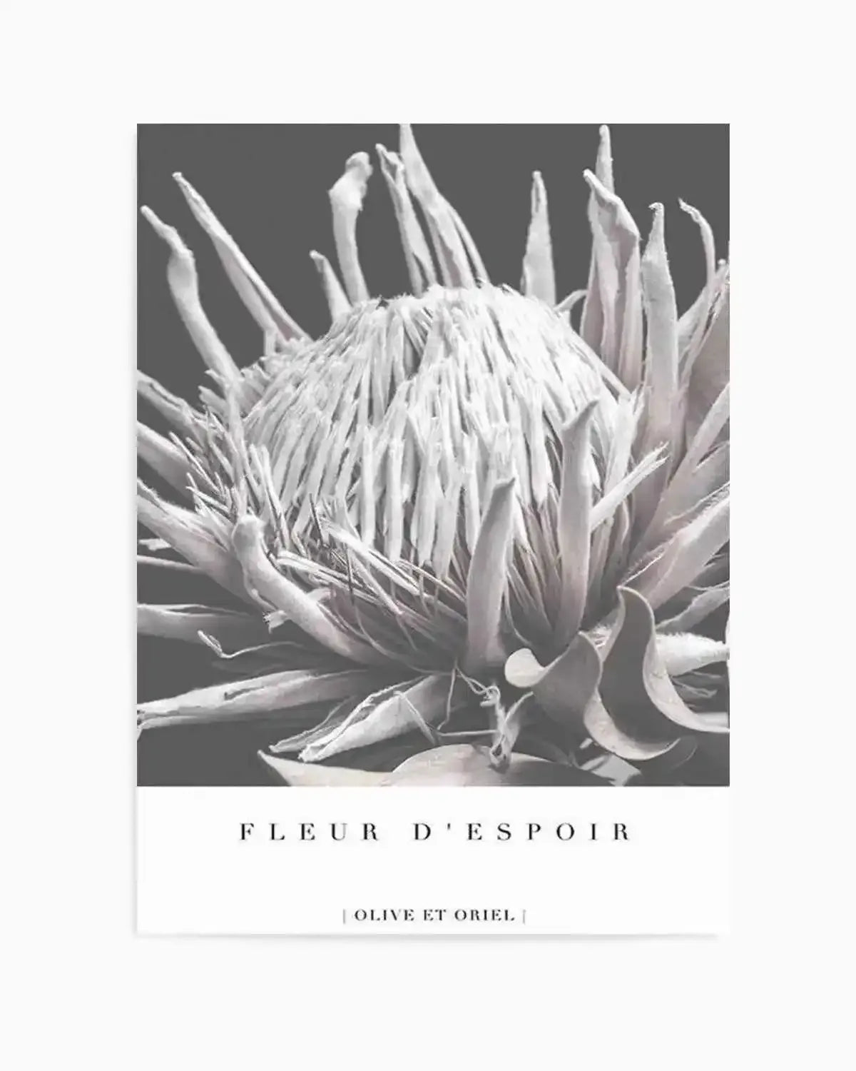 Fleur D'Espoir | King Protea Art Print from Olive et Oriel where you can shop wallpaper and artworks online