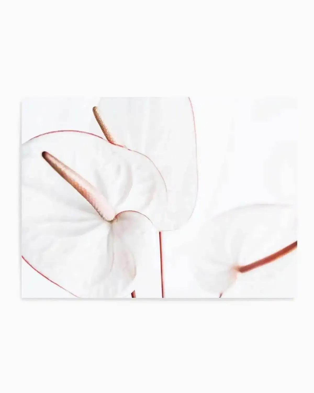 Fleur Flamingo | LS Art Print from Olive et Oriel where you can shop wallpaper and artworks online