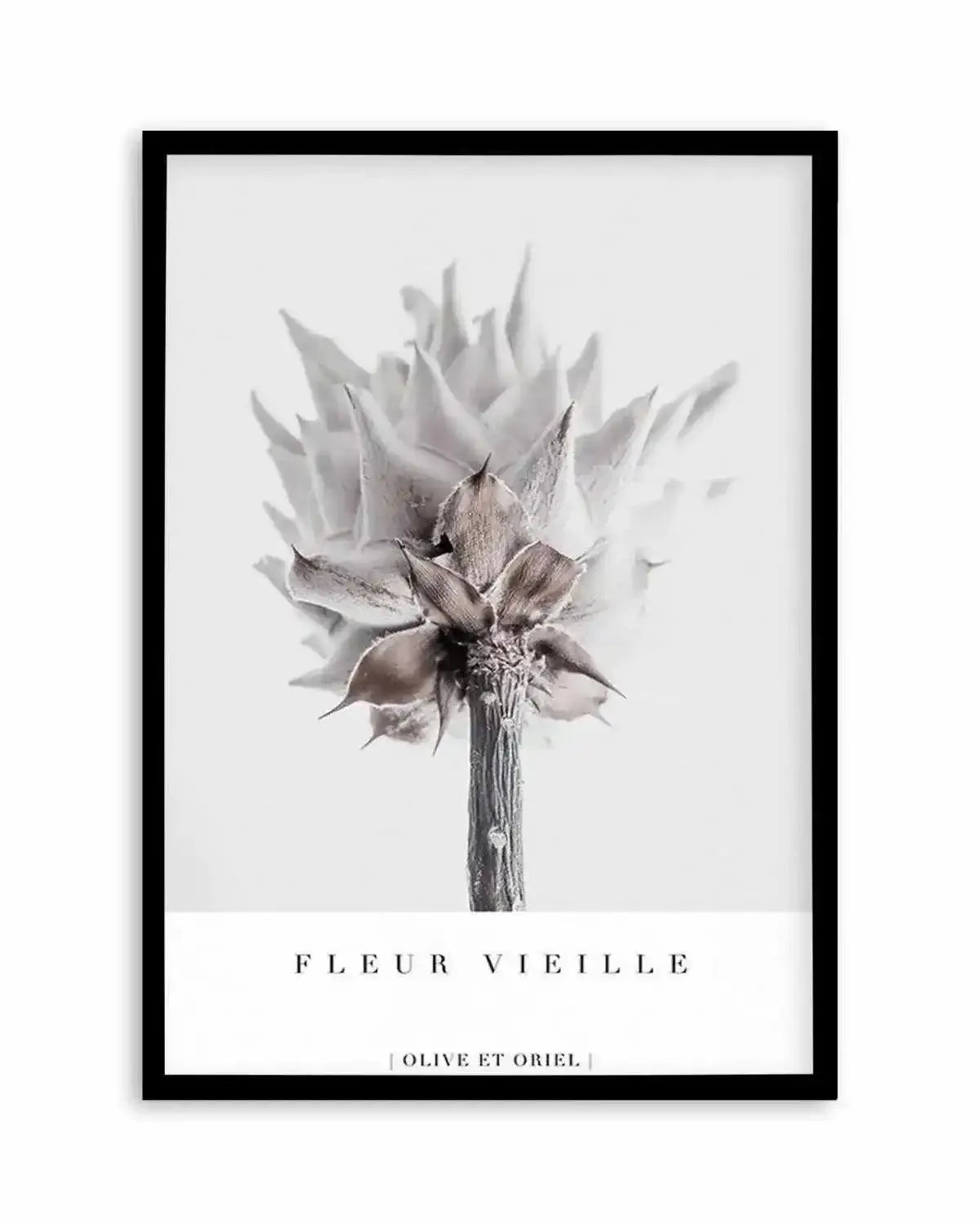 Fleur Vieille | King Protea Art Print from Olive et Oriel where you can shop wallpaper and artworks online