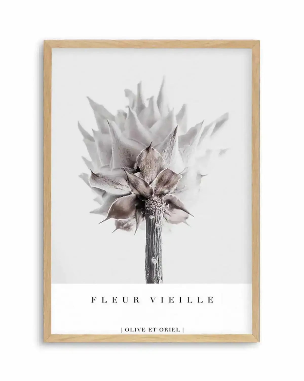 Fleur Vieille | King Protea Art Print from Olive et Oriel where you can shop wallpaper and artworks online