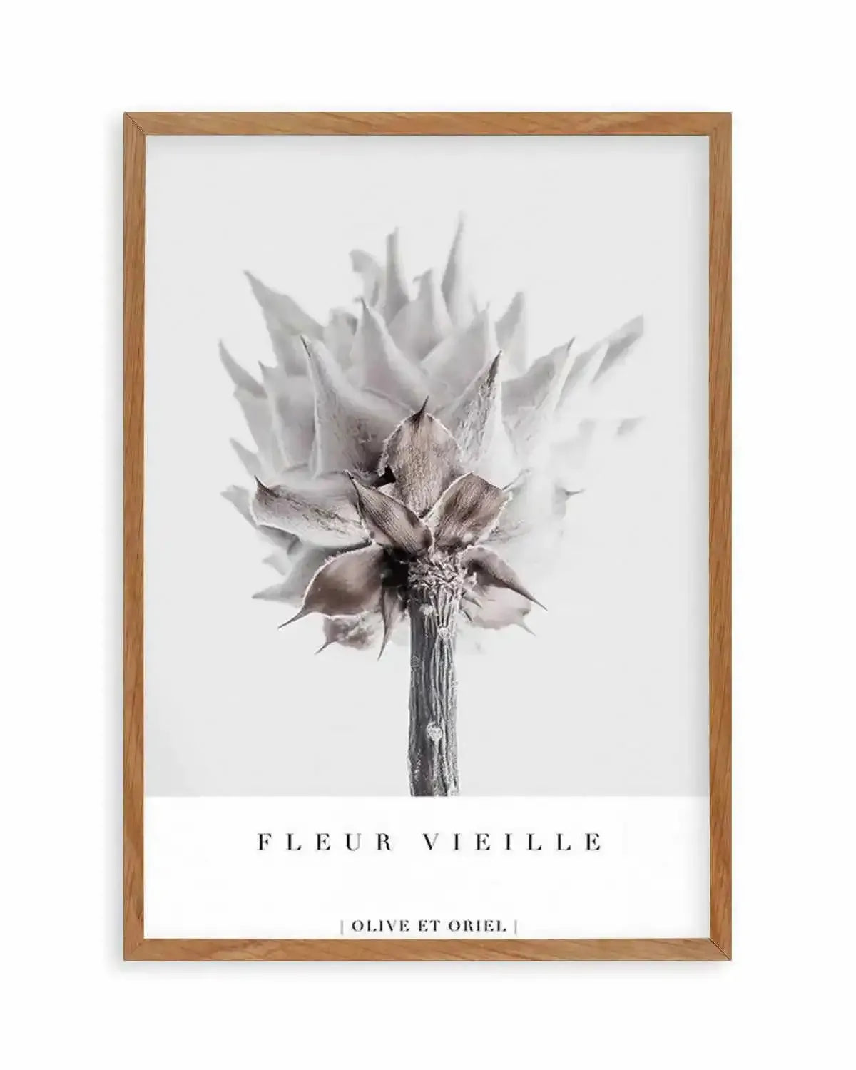 Fleur Vieille | King Protea Art Print from Olive et Oriel where you can shop wallpaper and artworks online